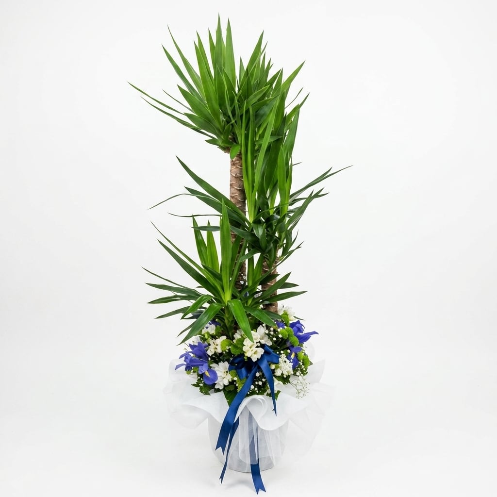 Üçlü yucca